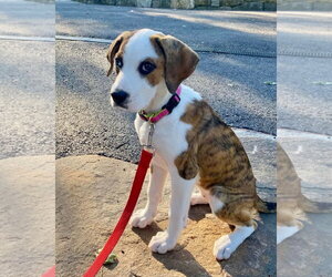 Boxer Dogs for adoption in Dumont, NJ, USA
