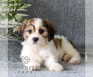 Cavachon Puppy for sale in GORDONVILLE, PA, USA