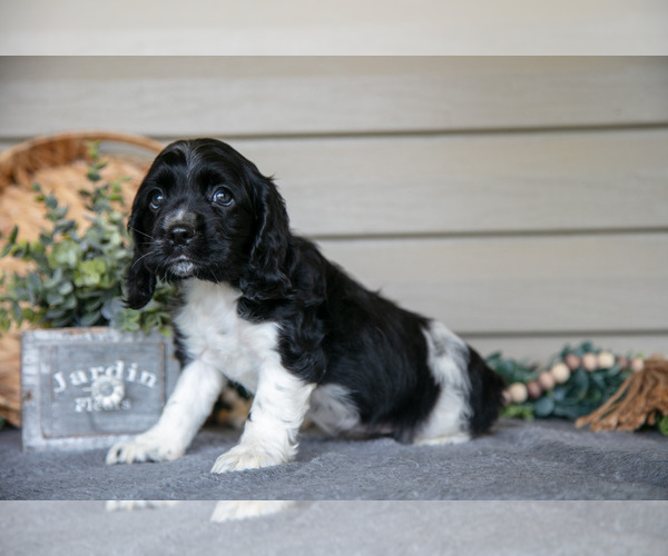 Medium Photo #36 Cocker Spaniel Puppy For Sale in SEAMAN, OH, USA