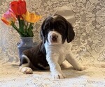 Small #3 English Springer Spaniel