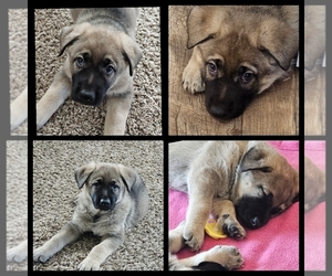 German Shepherd Dog Puppy for sale in BENNINGTON, NE, USA