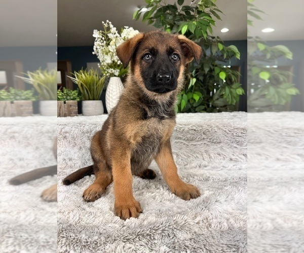 Medium Photo #1 German Shepherd Dog Puppy For Sale in GREENFIELD, IN, USA