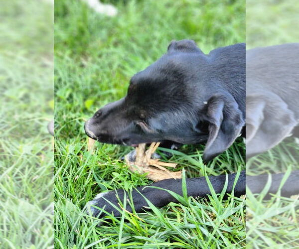 Medium Photo #7 Borador Puppy For Sale in Aurora, IN, USA