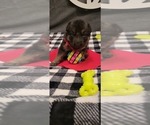 Small Photo #2 German Shepherd Dog Puppy For Sale in CUMMING, GA, USA