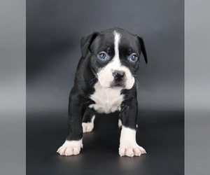 Medium American Bully