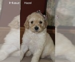 Small Photo #9 Poodle (Standard) Puppy For Sale in MUSKEGON, MI, USA