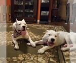 Small Photo #32 Dogo Argentino Puppy For Sale in PINEVILLE, MO, USA