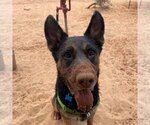 Small Photo #4 German Shepherd Dog-Unknown Mix Puppy For Sale in Kanab, UT, USA