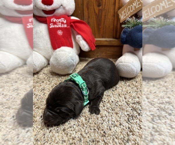 Medium Photo #7 Labrador Retriever Puppy For Sale in NEOLA, WV, USA