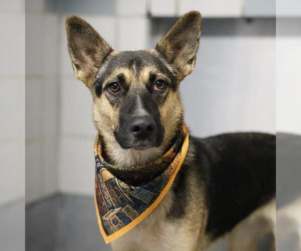 Medium Photo #1 German Shepherd Dog-Unknown Mix Puppy For Sale in San Antonio, TX, USA