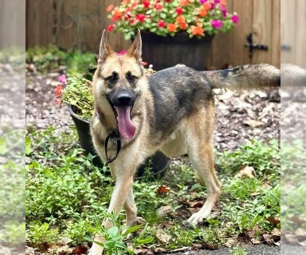 Medium Photo #2 German Shepherd Dog Puppy For Sale in Cranford, NJ, USA