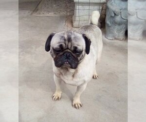Pug Dogs for adoption in Apple Valley, CA, USA