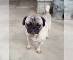 Small Photo #3 Pug Puppy For Sale in Apple Valley, CA, USA