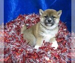Small Photo #1 Shiba Inu Puppy For Sale in NORWOOD, MO, USA