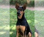 Small Photo #2 Doberman Pinscher-German Shepherd Dog Mix Puppy For Sale in Spring, TX, USA