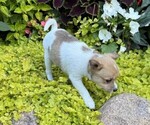 Small #2 Fox Terrier (Smooth)