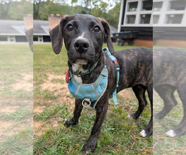 Medium Photo #3 Mutt Puppy For Sale in Hinton, WV, USA