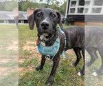 Small Photo #3 Mutt Puppy For Sale in Hinton, WV, USA