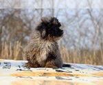 Small #14 ShihPoo