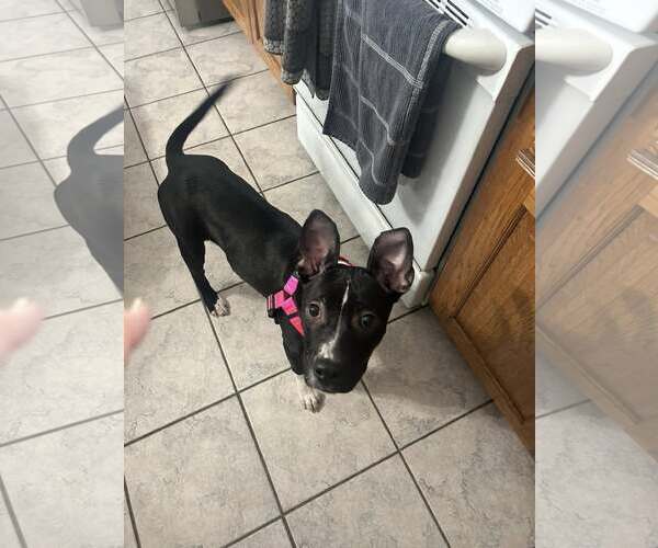 Medium Photo #1 Mutt Puppy For Sale in Plainfield, IL, USA