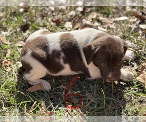 German Shorthaired Pointer Puppy for sale in BONIFAY, FL, USA