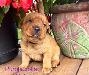 Labrador Retriever Puppy for sale in HIAWATHA, KS, USA
