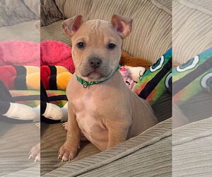 French Bullhuahua Dogs for adoption in Belleville, MI, USA