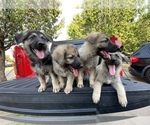 Small Photo #10 German Shepherd Dog Puppy For Sale in FORT WORTH, TX, USA