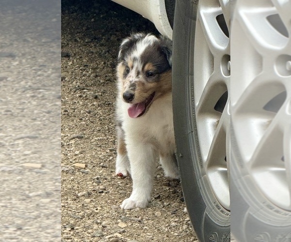Medium Photo #6 Collie Puppy For Sale in DAZEY, ND, USA