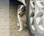 Small #5 Collie