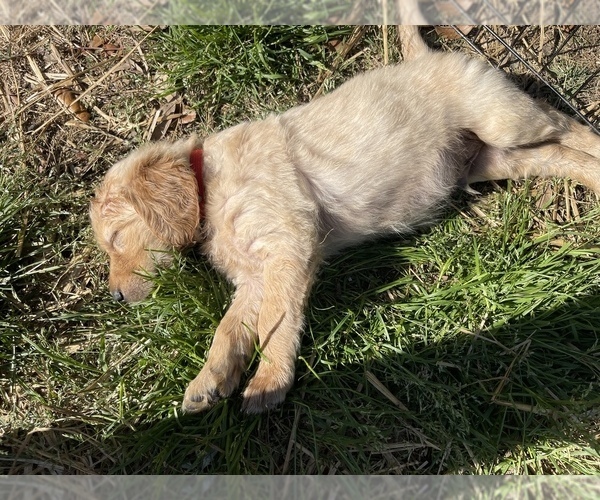 Medium Photo #12 Golden Retriever Puppy For Sale in SUMMERVILLE, SC, USA