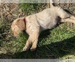 Small Photo #12 Golden Retriever Puppy For Sale in SUMMERVILLE, SC, USA