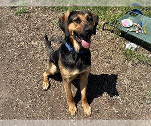 Bloodhound-German Shepherd Dog Mix Dogs for adoption in McKinleyville, CA, USA