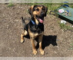 Small Bloodhound-German Shepherd Dog Mix