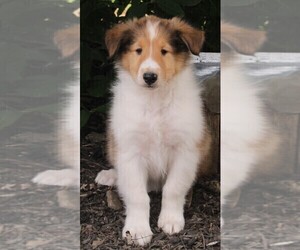 Collie Puppy for sale in FREDERICKSBURG, OH, USA