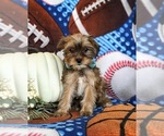Small Photo #2 Shorkie Tzu Puppy For Sale in KIRKWOOD, PA, USA