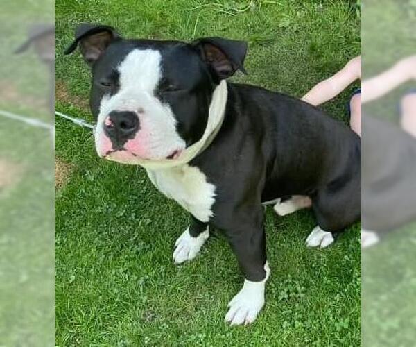 Medium Photo #3 Mutt Puppy For Sale in Rockwall, TX, USA