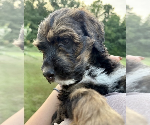 Medium Photo #6 Bernedoodle Puppy For Sale in MOULTON, AL, USA