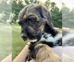 Small #5 Bernedoodle
