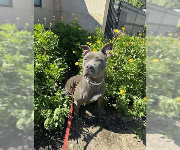 Medium Photo #1 Mutt Puppy For Sale in Santa Maria, CA, USA