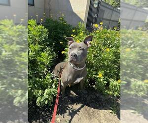 Mutt Dogs for adoption in Santa Maria, CA, USA