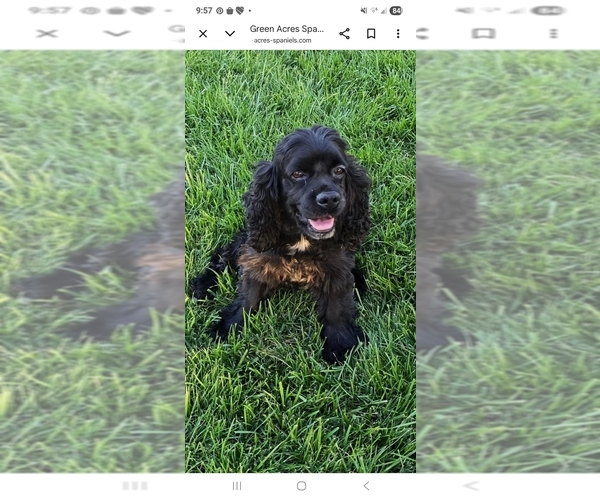 Medium Photo #1 Cocker Spaniel-English Springer Spaniel Mix Puppy For Sale in BAYLISS, CA, USA