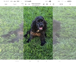 Father of the Cocker Spaniel-English Springer Spaniel Mix puppies born on 03/29/2026