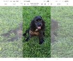 Small Photo #1 Cocker Spaniel-English Springer Spaniel Mix Puppy For Sale in BAYLISS, CA, USA