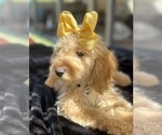 Small Photo #59 Goldendoodle mix (+ Poodle Miniature) Puppy For Sale in MENIFEE, CA, USA