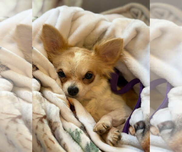 Medium Photo #6 Chihuahua-Unknown Mix Puppy For Sale in Grafton, WI, USA
