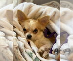 Small Photo #6 Chihuahua-Unknown Mix Puppy For Sale in Grafton, WI, USA