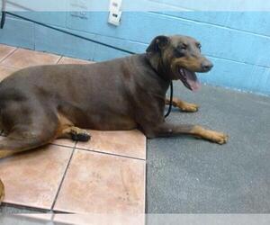 Doberman Pinscher Dogs for adoption in Downey, CA, USA