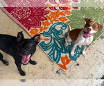 Small #1 German Shepherd Dog Mix