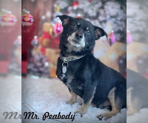 Dachshund-Unknown Mix Dogs for adoption in Chino Hills, CA, USA